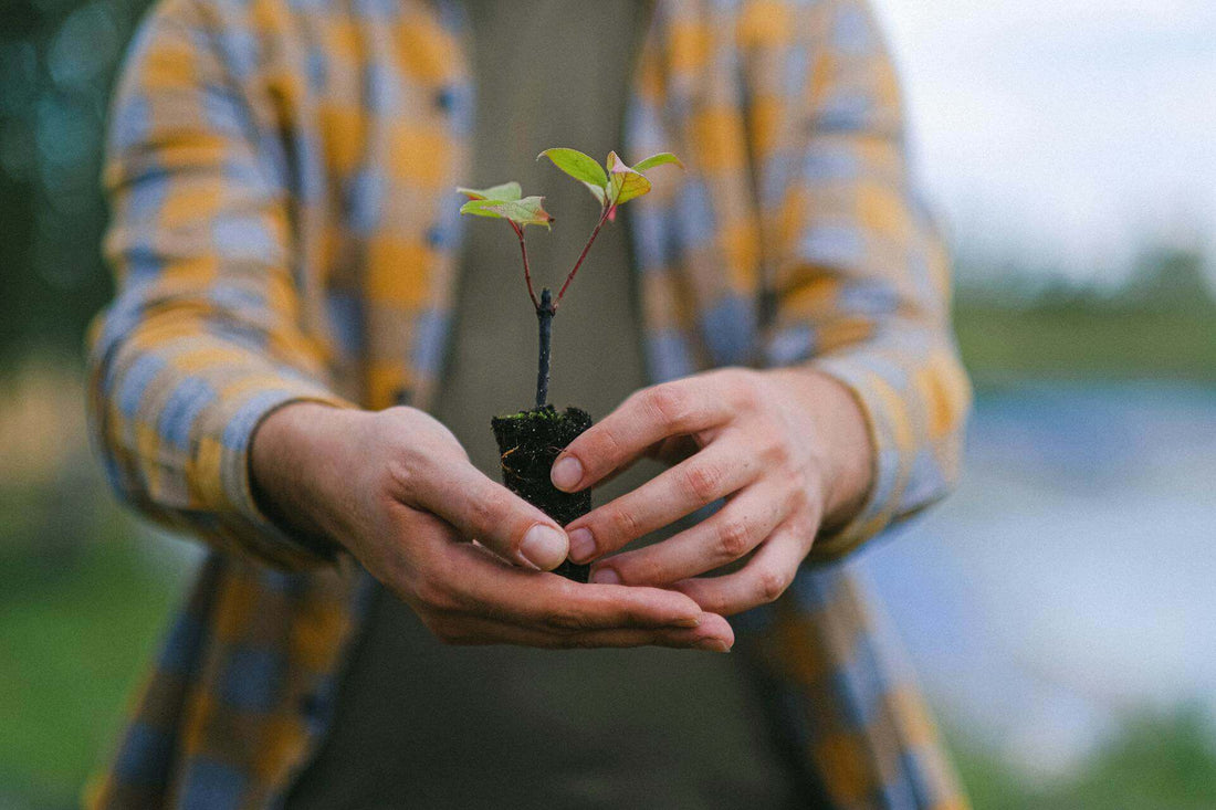 Planting Trees with One Tree Planted Wear To Go