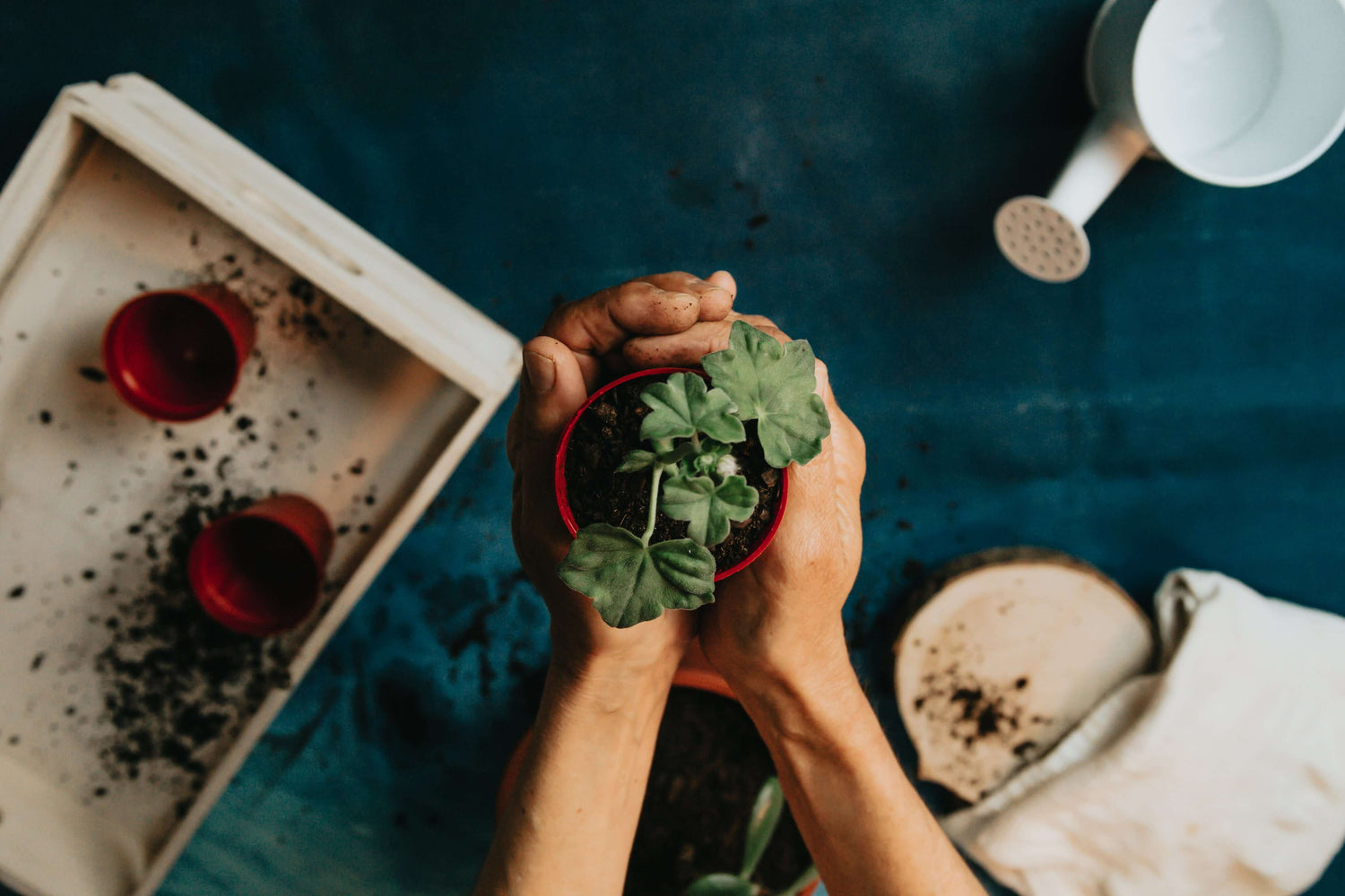 pair-of-hands-cup-a-small-green-plant-in-a-red-pot.jpg Wear To Go